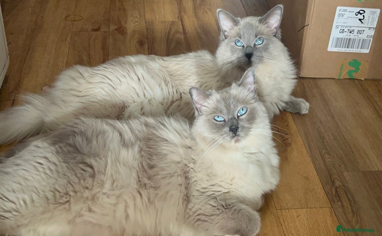 Ragdoll cats - Advert 13