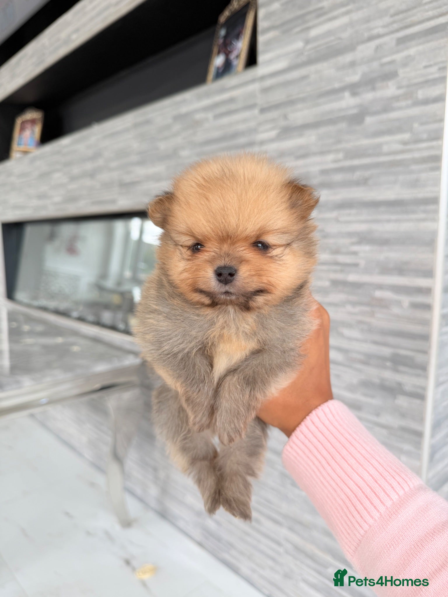 Pomeranian dogs 🫶🏽 5 BEAUTIFUL POMERANIAN PUPPIES 🫶🏽   - Advert 2