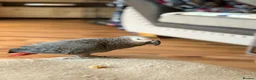 Parrots birds for sale: 18 Year Old African Grey For Sale  - Advert 1