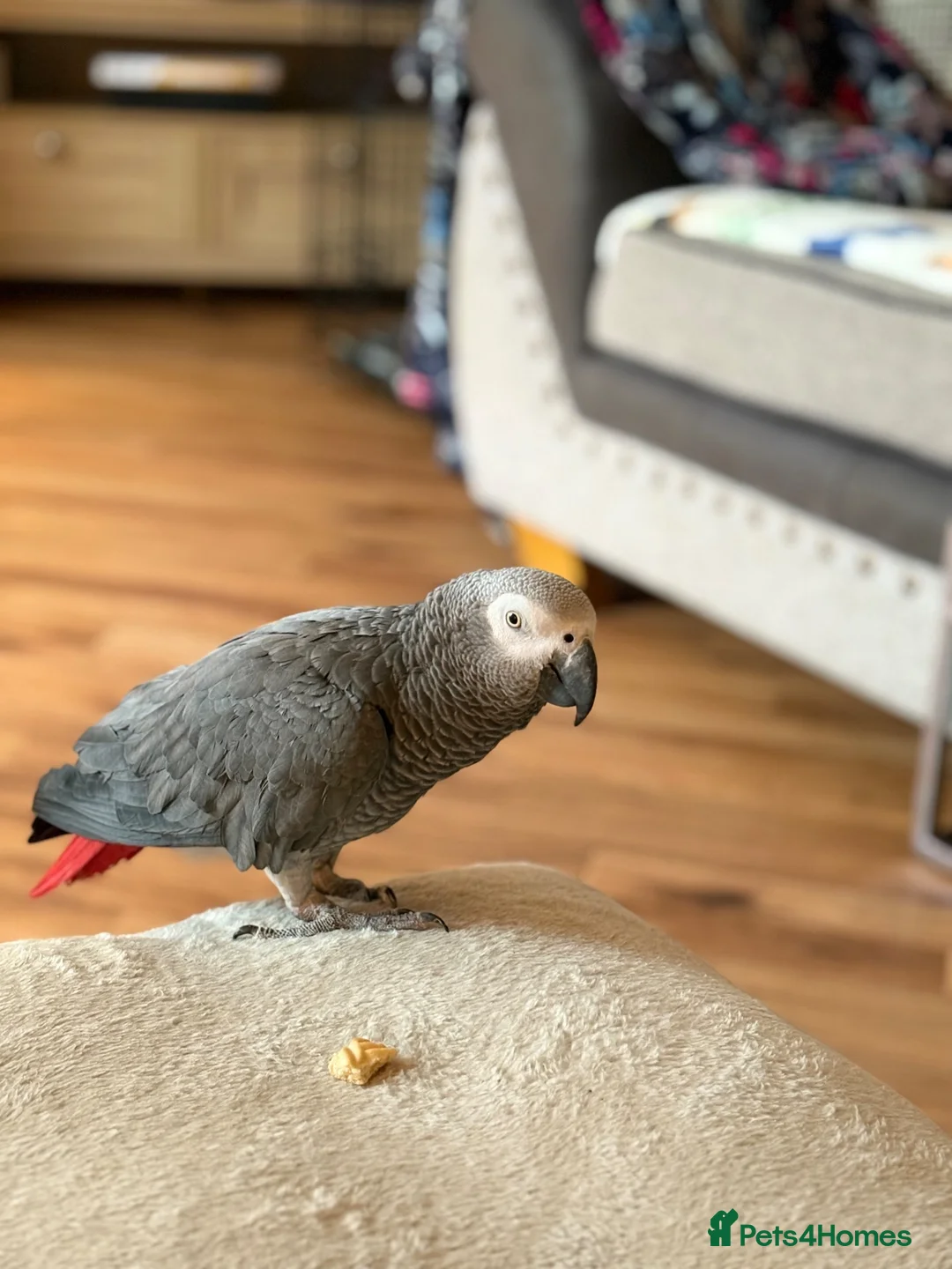 Parrots birds for sale: 18 Year Old African Grey For Sale  - Advert 1