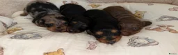 Miniature Dachshund dogs for sale: KC Chocolate & Tan Miniature Dachshund Puppy - Advert 6
