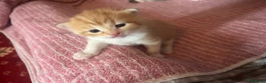 Turkish Van Kitten 2