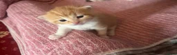 Turkish Van cats for sale: Beautiful little kittens  - Advert 7