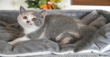 British Shorthair cats - Advert 1