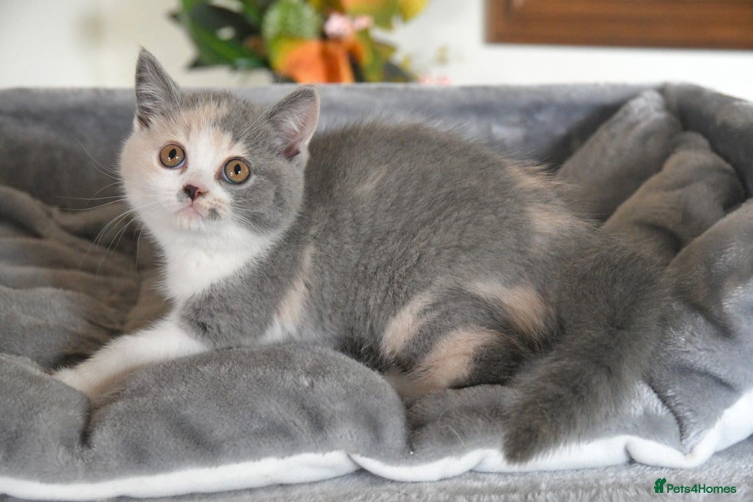 British Shorthair cats for sale: Blue tortie & white GCCF British Shorthair girl - Image 3