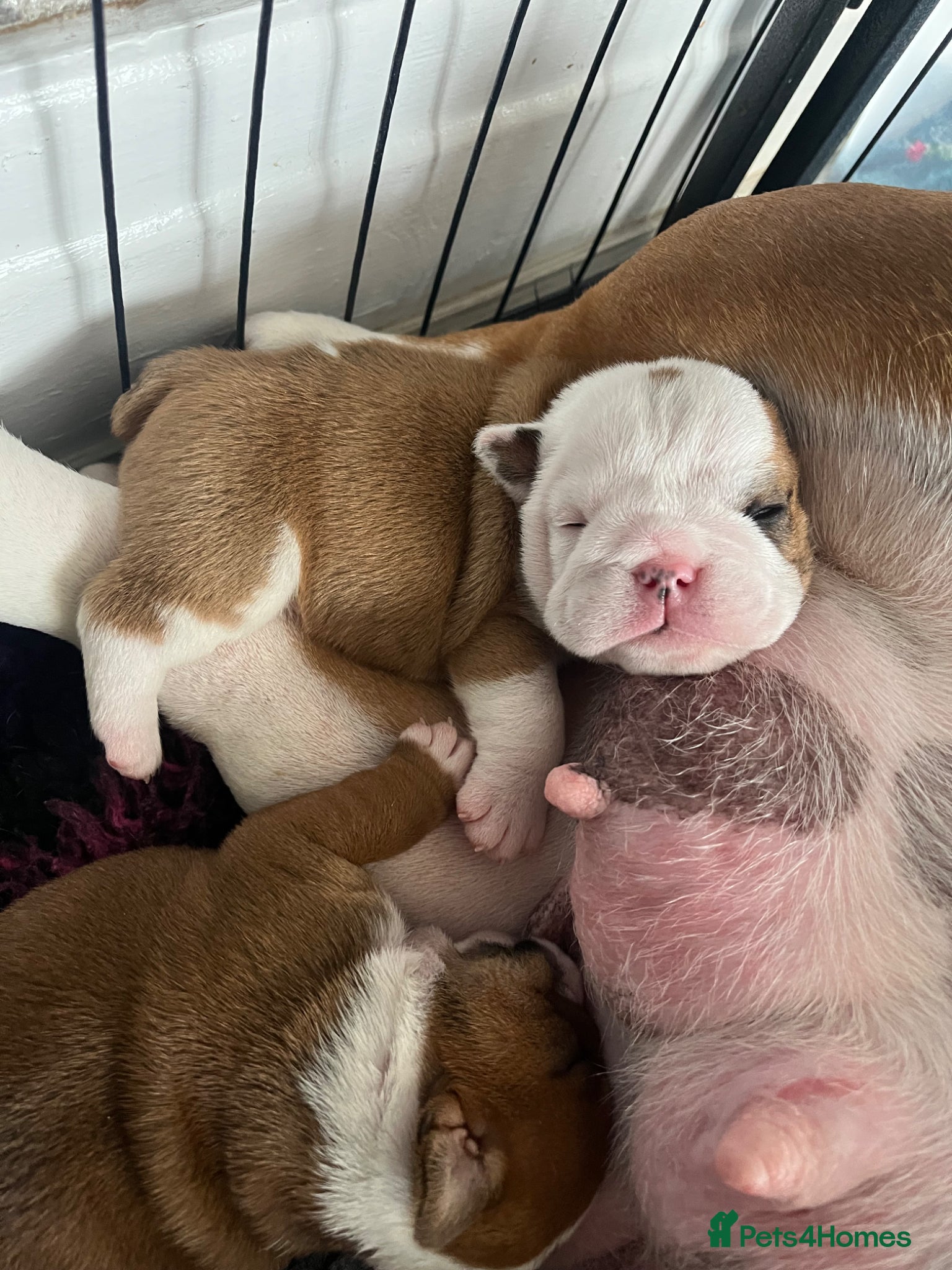 English Bulldog dogs 5 standard bulldogs silver health tested parents  - Advert 2