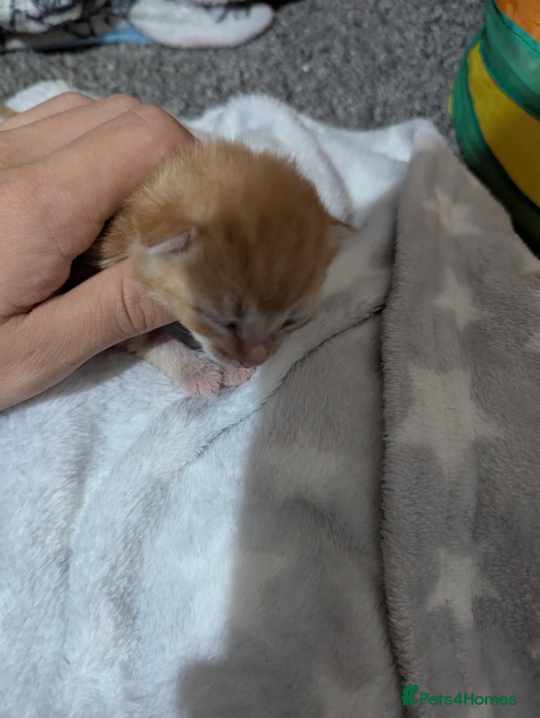 Mixed Breed cats for sale: Beautiful kittens - Image 5