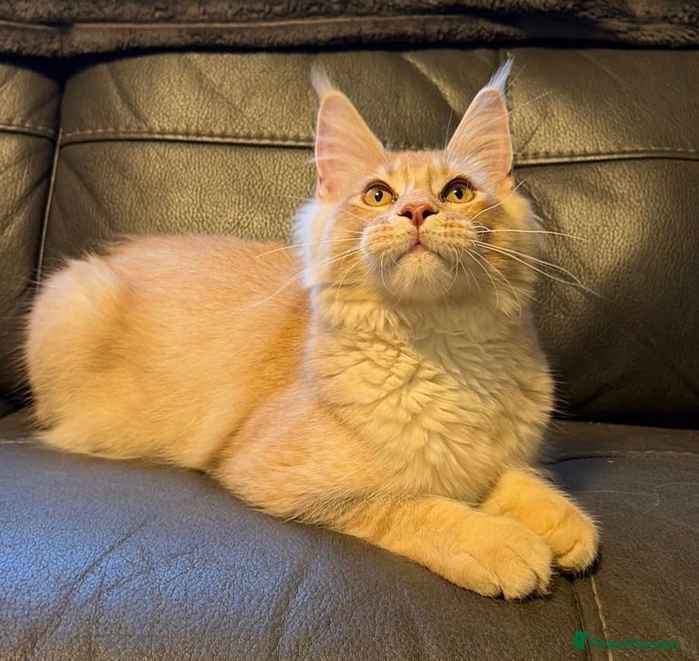 Maine Coon cats Reduced! XL quality TICA Maine Coon active possib  - Advert 1