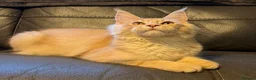 Maine Coon cats for sale: Reduced! XL quality TICA Maine Coon active possib  - Advert 1