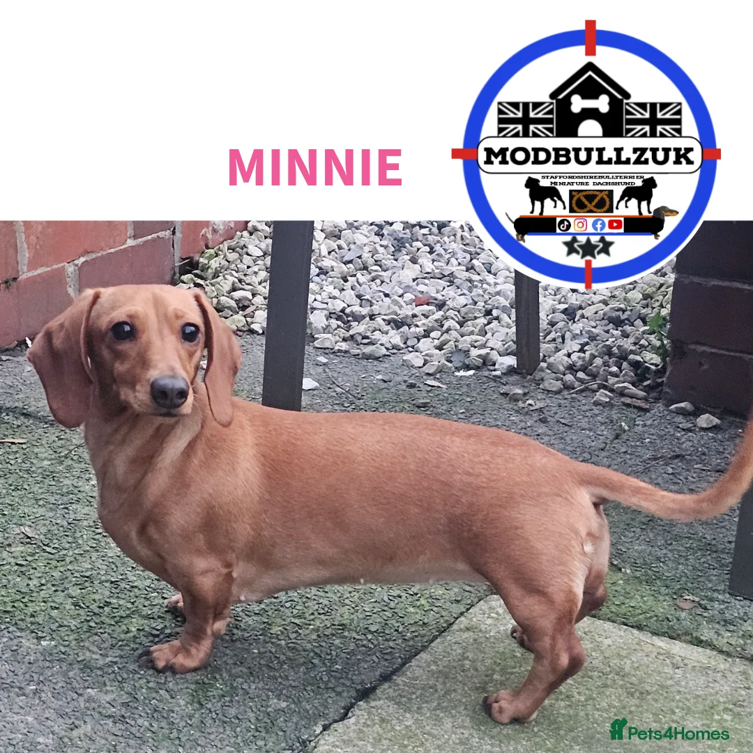 Miniature Dachshund dogs for sale: ⭐️⭐️⭐️⭐️⭐️ CREAM INTENSITY MINIDACHSHUND KCREG🐾❤️ - Advert 18