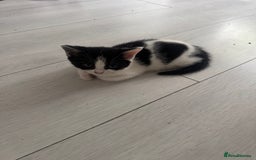 Domestic Shorthair cats for sale: Unique & Precious Kittens Seeking Forever Homes - Image 8