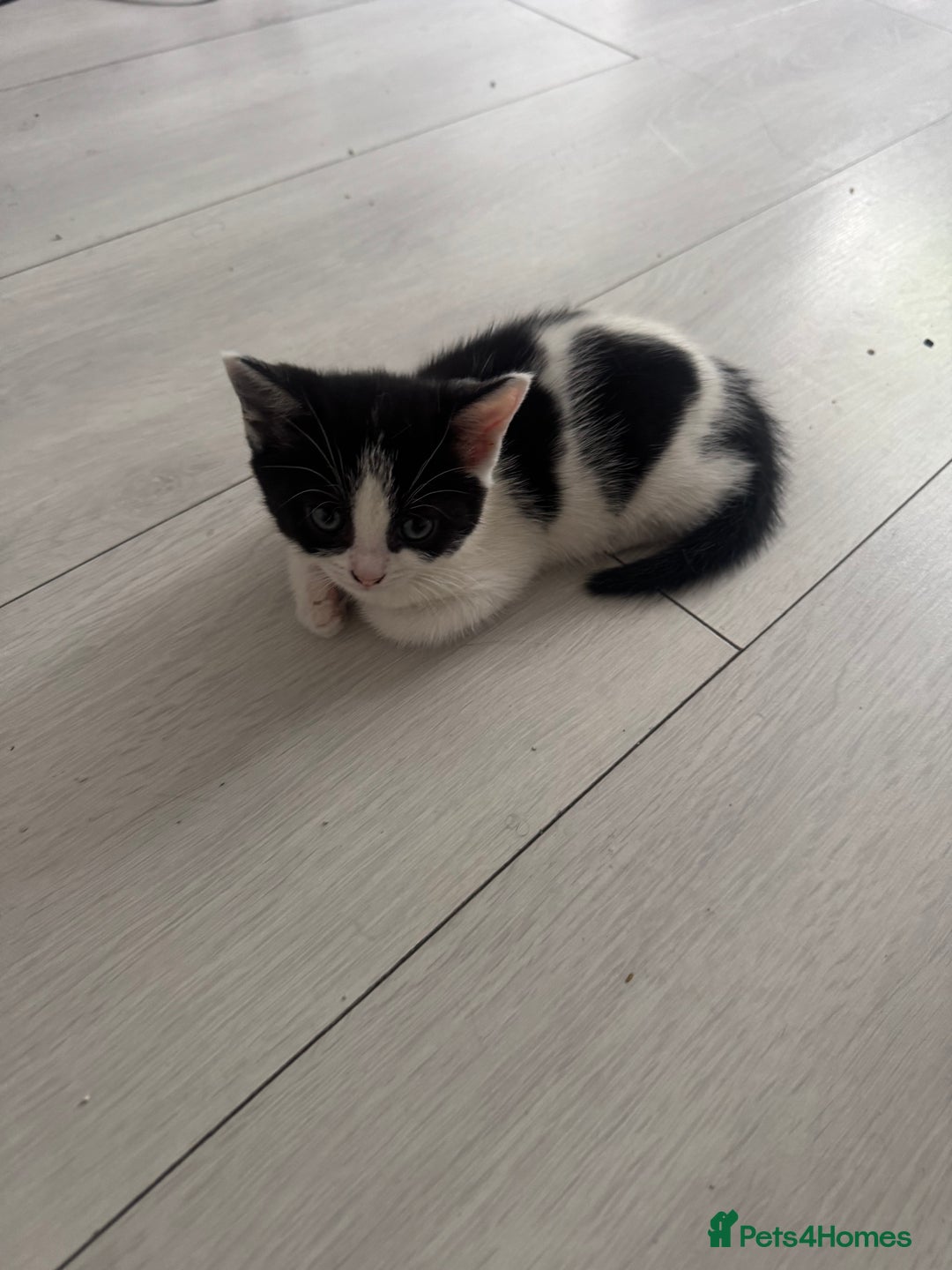 Domestic Shorthair cats for sale: Unique & Precious Kittens Seeking Forever Homes - Image 8