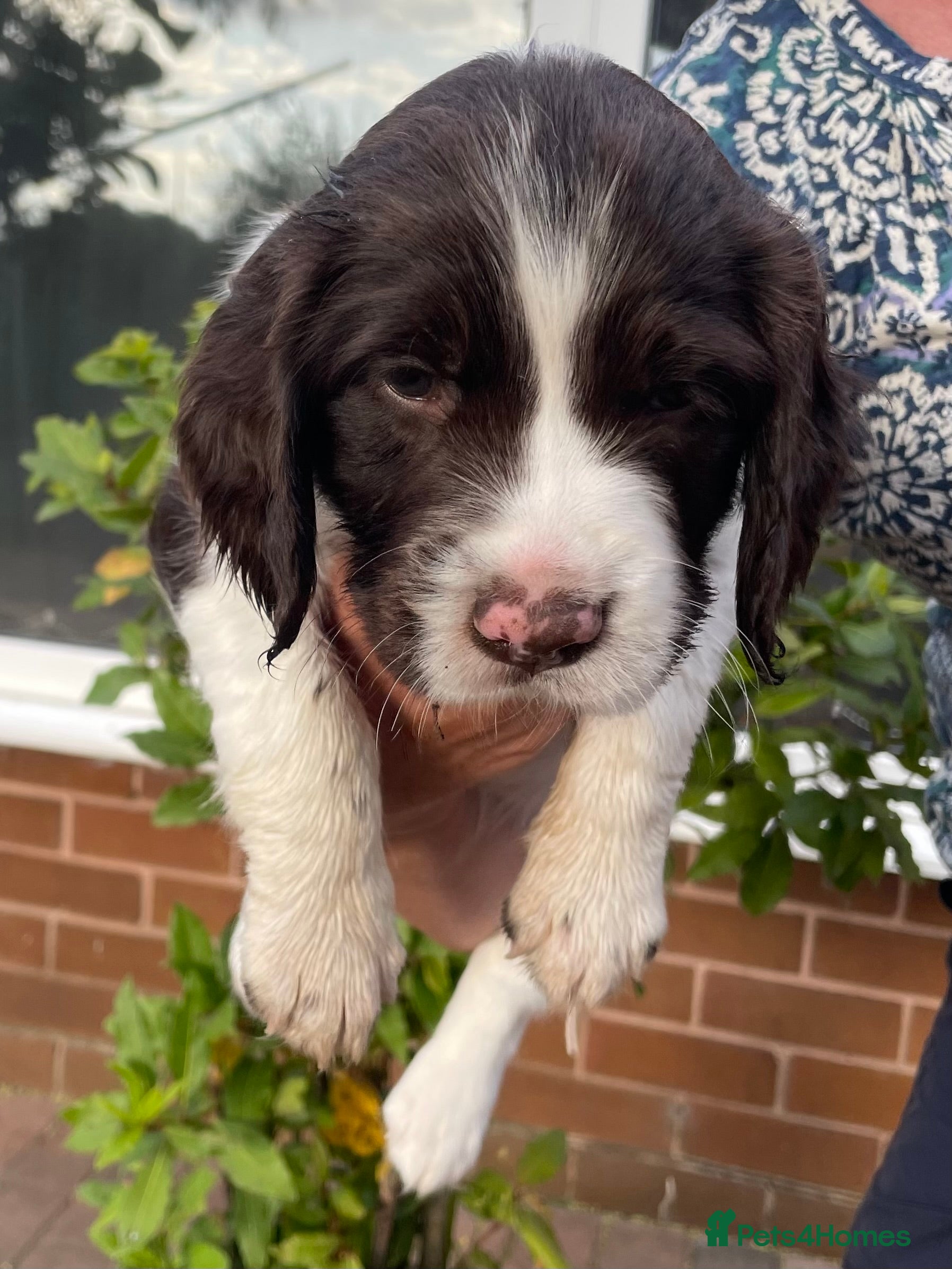 English Springer Spaniel dogs Quality KC registered ESS. Health screened. - Advert 2