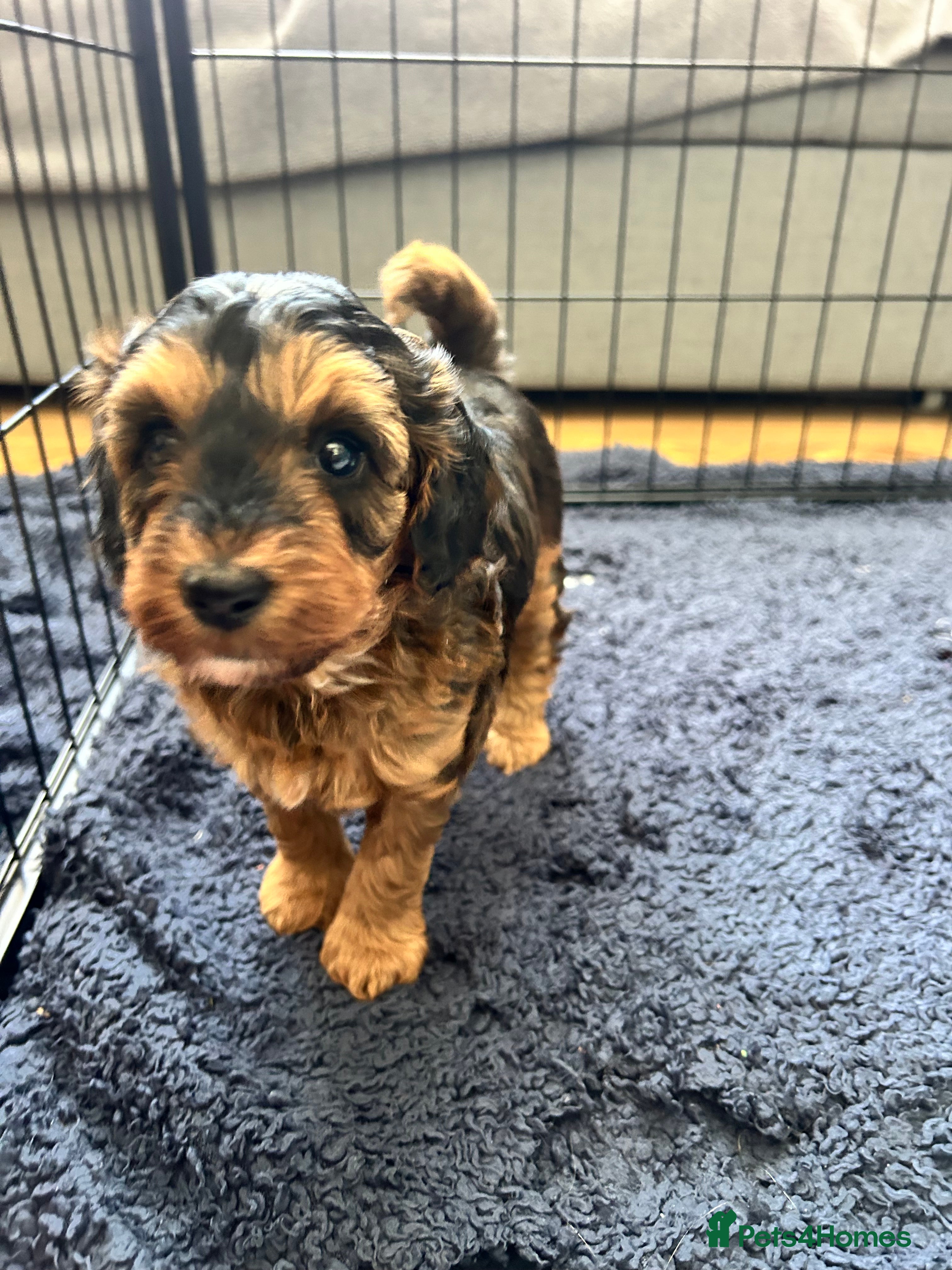 Cockapoo dogs Stunning Cockapoo Puppies Ready Soon  - Advert 1