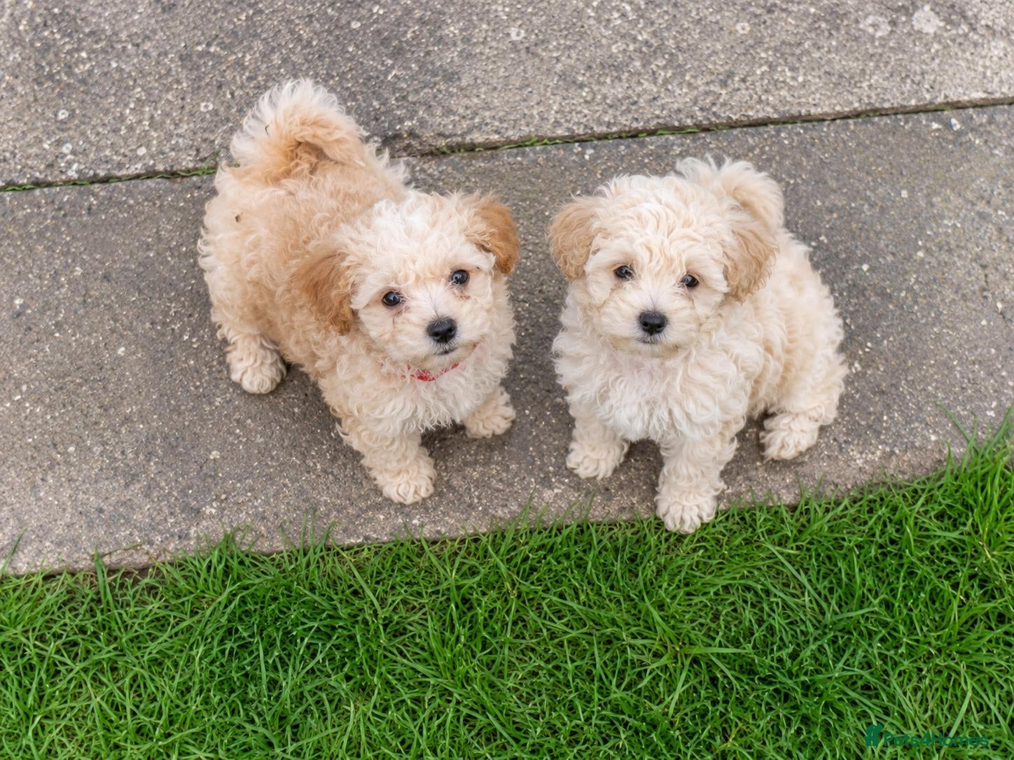 Maltipoo dogs for sale: Korean mulitpoo 2 girls remaining  - Advert 1