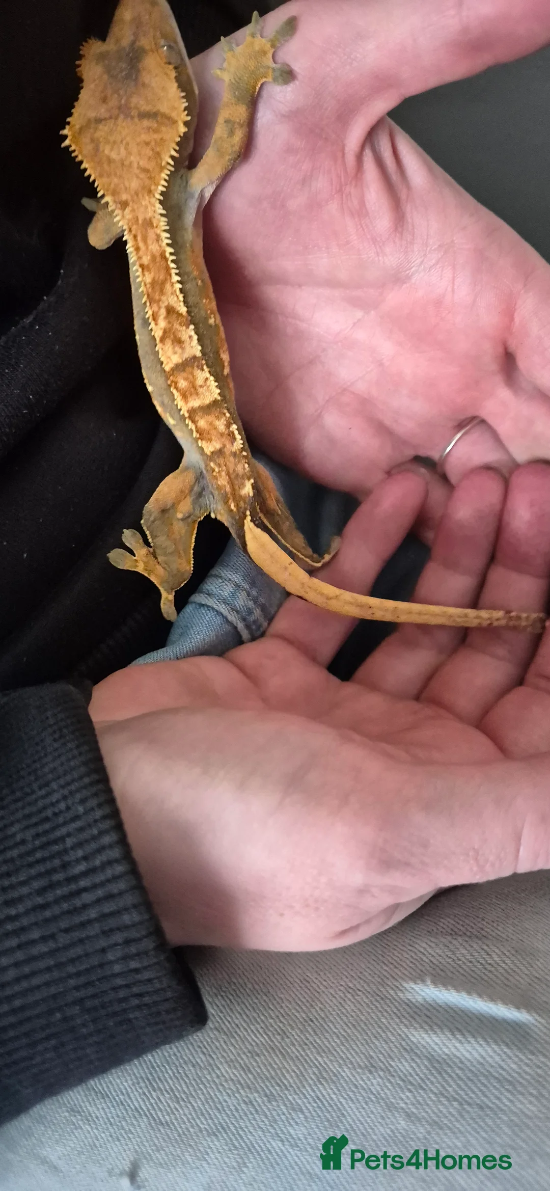 Gecko reptiles for sale: 3 x Crested Gecko in Cannock - Advert 2