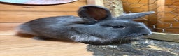 Lionhead rabbits for sale: Lion head cross Angora bunny - Advert 1