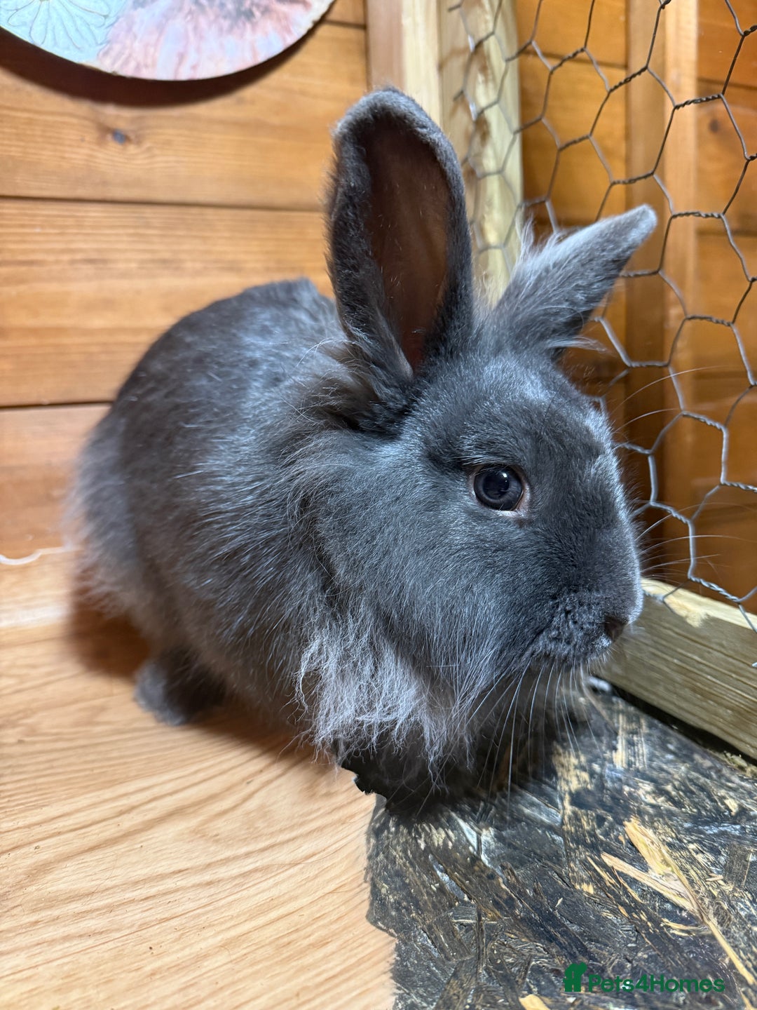 Lionhead rabbits for sale: Lion head cross Angora bunny - Advert 1