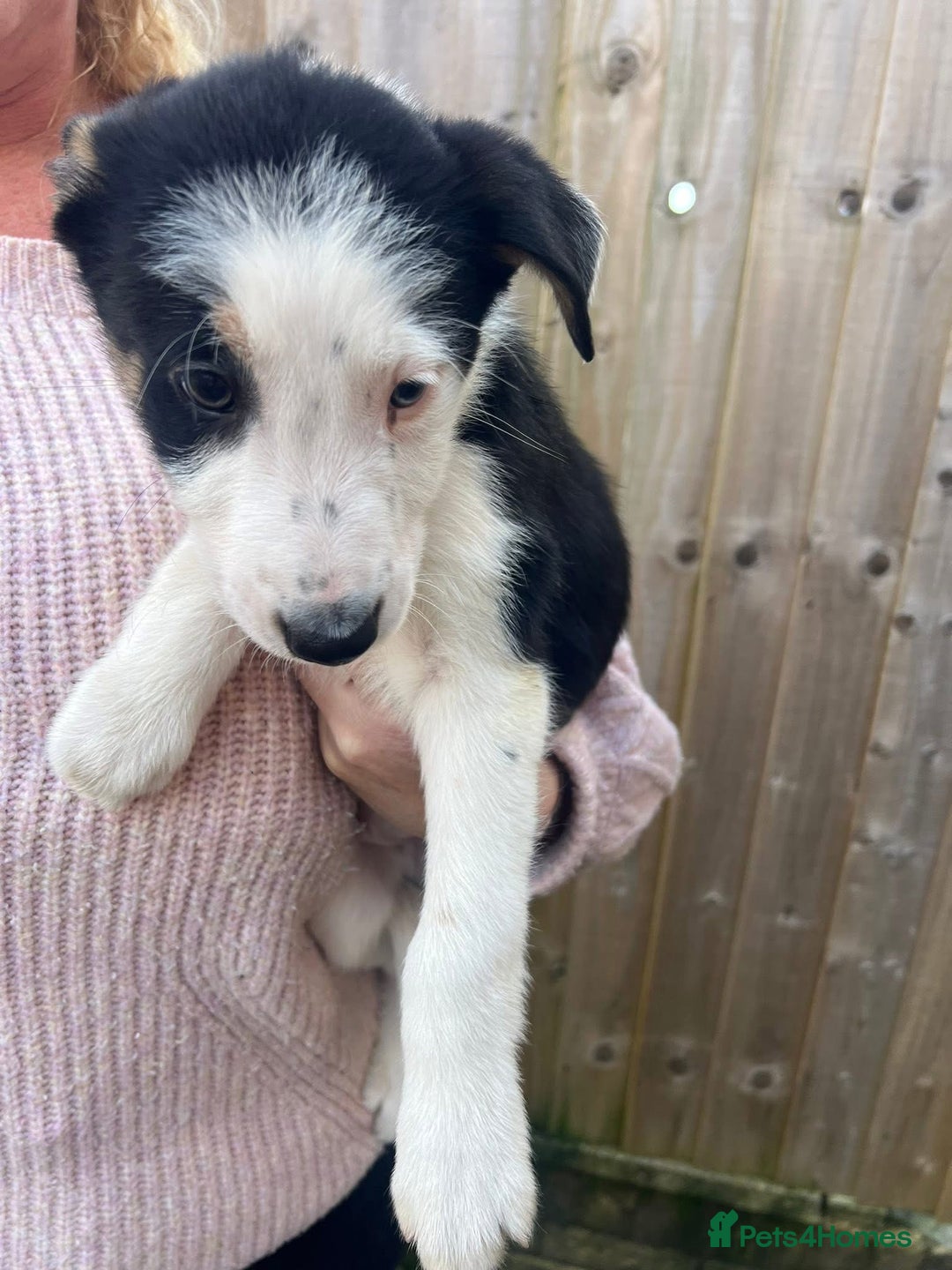 Border Collie dogs for sale: 2 Male Border Collie Pups - Advert 2