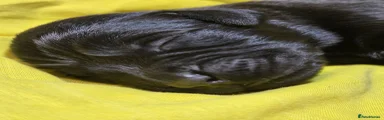 Labrador Retriever 1