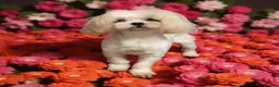 Maltipoo dogs for sale: F1 tiny adorable maltipoo  - Advert 17