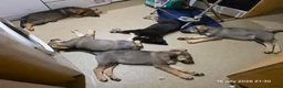 Mixed Breed dogs for sale: Stunning German Shepherd,Australian Kelpie Puppies in Littlehampton - Advert 12