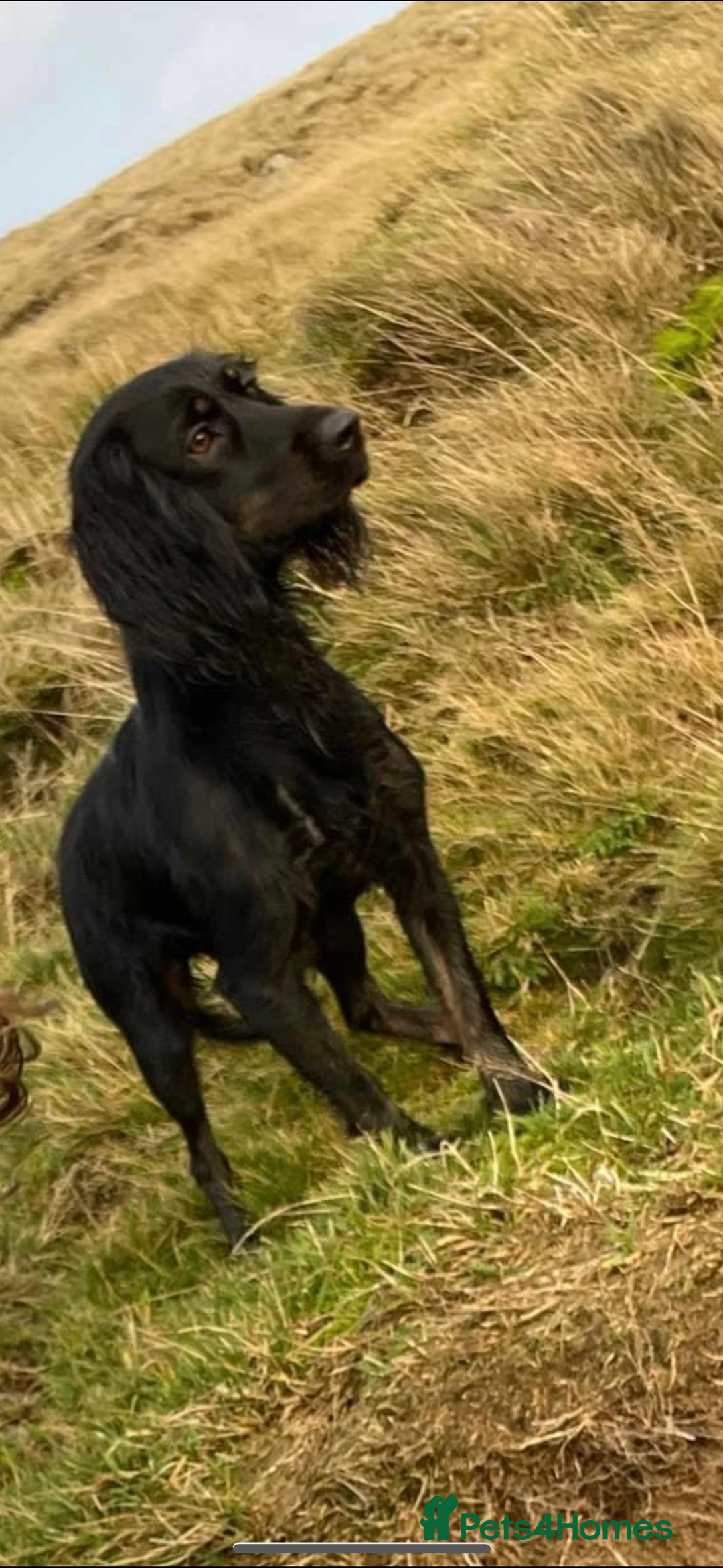 Cocker Spaniel dogs for sale: Health tested KC Registered working cocker Spaniel - Advert 5