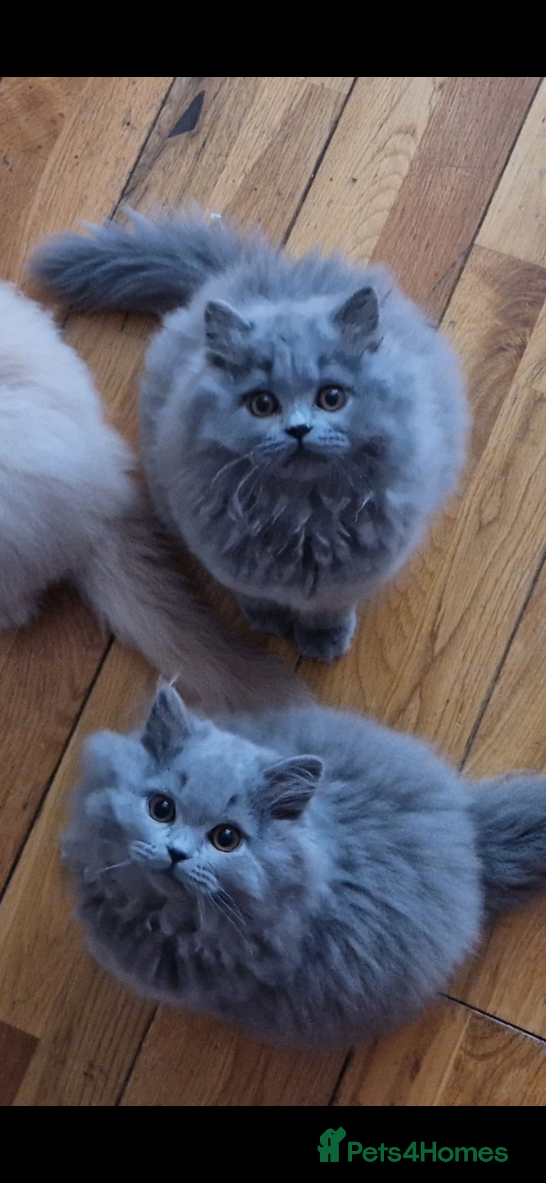 British Longhair cats for sale: british longhair boys - Image 9