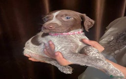 German Shorthaired Pointer dogs for sale: Stunning Litter of GSP puppies - Image 14