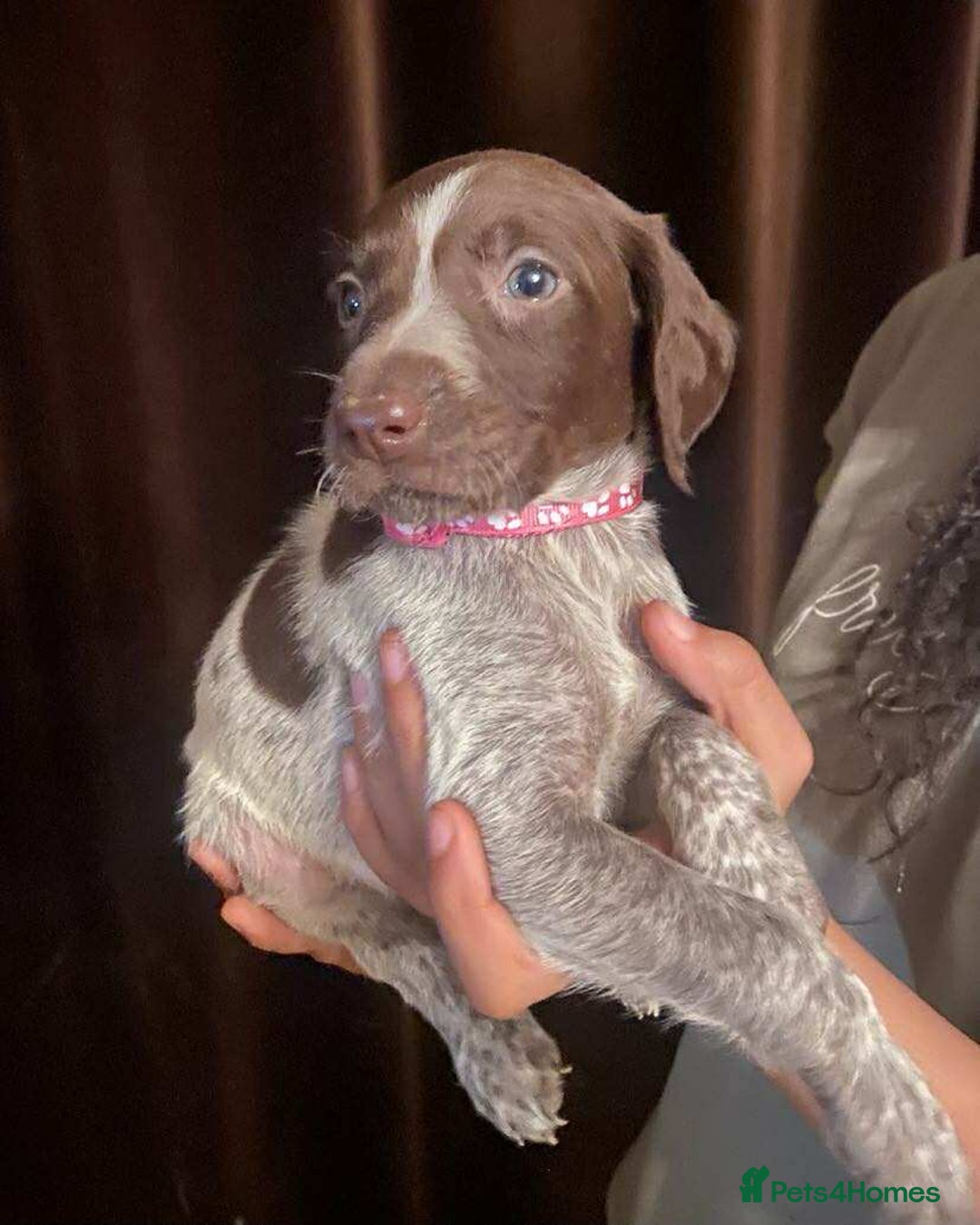 German Shorthaired Pointer dogs for sale: Stunning Litter of GSP puppies - Image 14