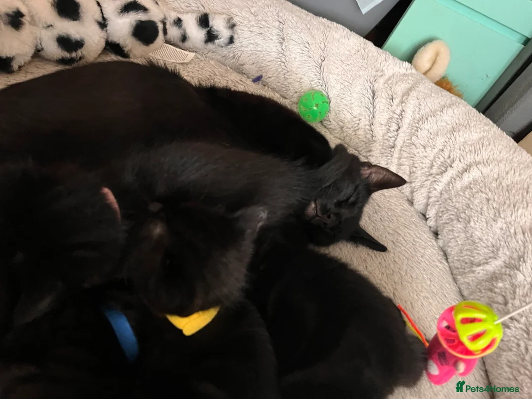 Mixed Breed cats for sale: 4 Gorgeous Kittens-Open for Reservations Now! 🏡❤️ - Advert 1