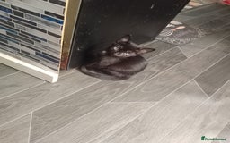 British Shorthair cats for sale: Little boy ready to leave now  - Image 3