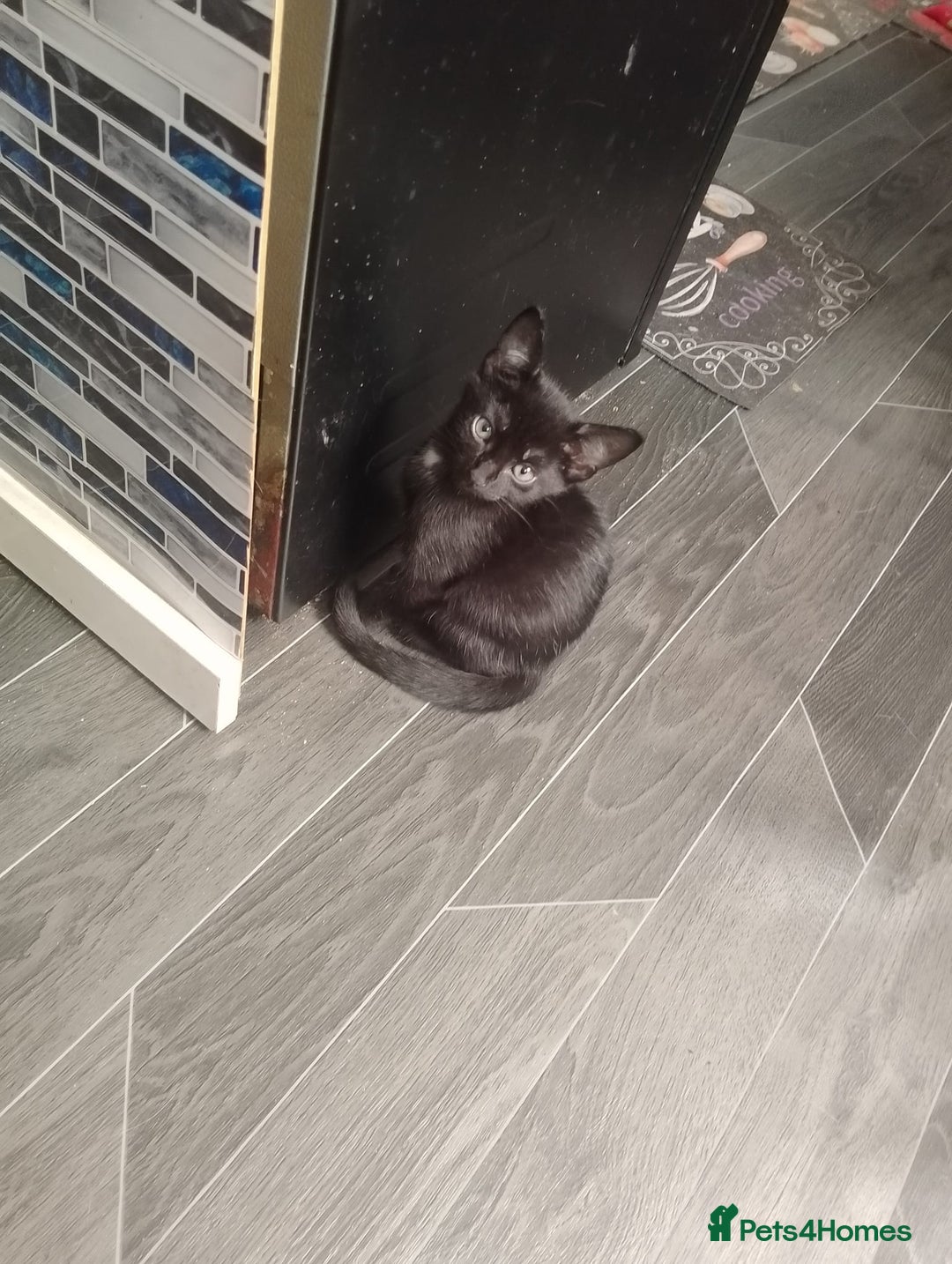 British Shorthair cats for sale: Little boy ready to leave now  - Image 3