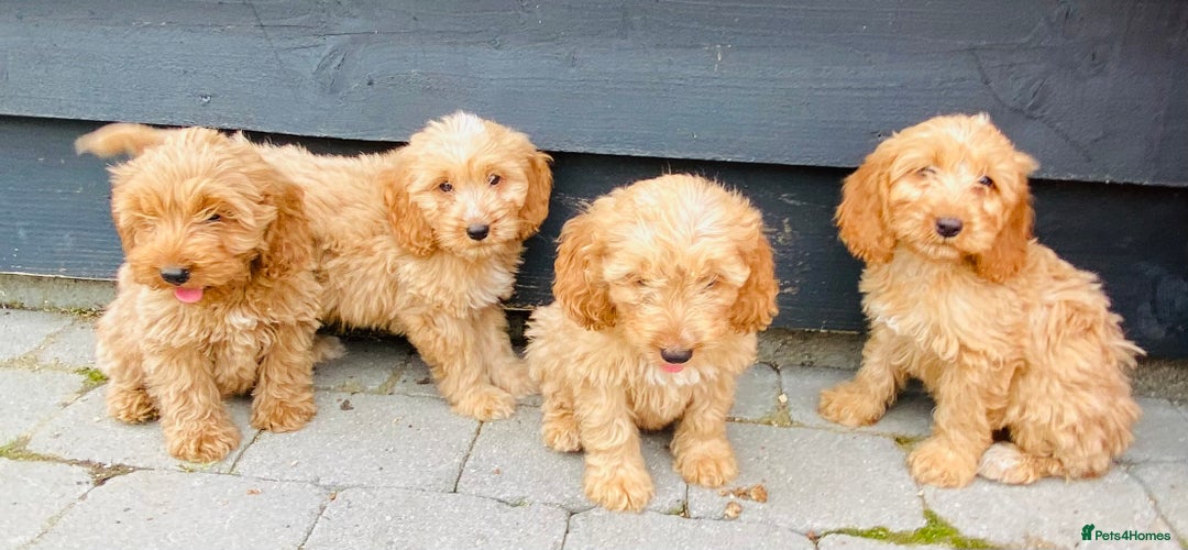 Cockapoo dogs for sale: Gorgeous f1 cockerpoos - Image 8