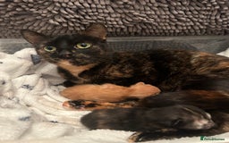 Mixed Breed cats for sale: 2 Kittens  in Lincoln - Image 4