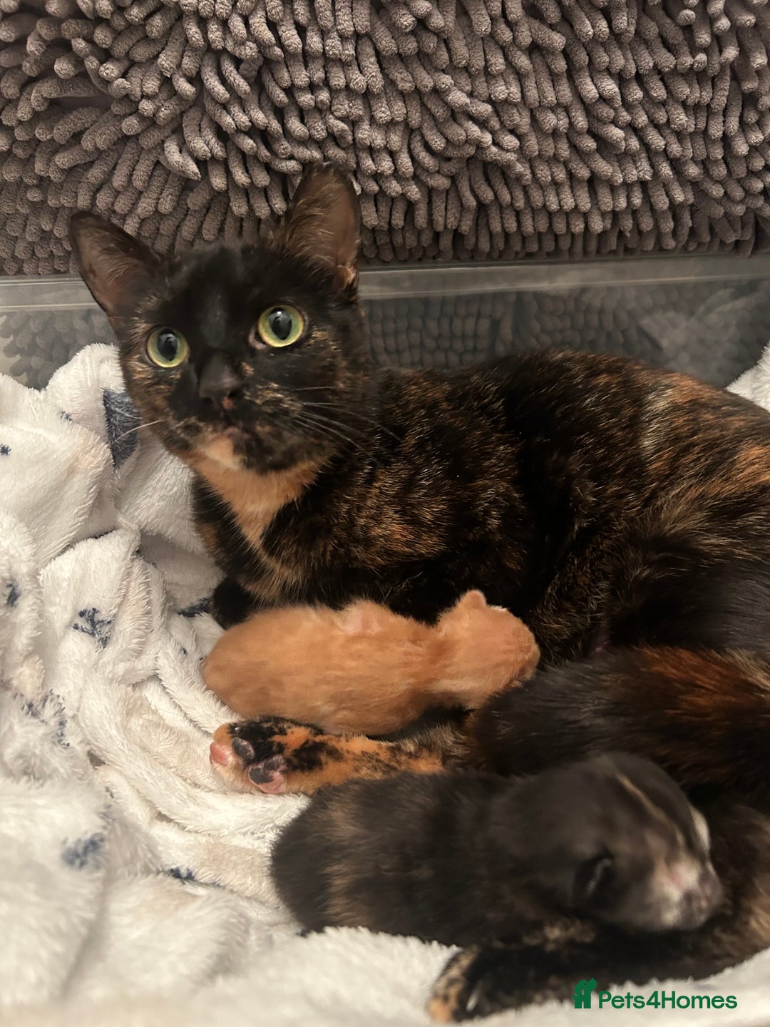 Mixed Breed cats for sale: 2 Kittens  in Lincoln - Image 4