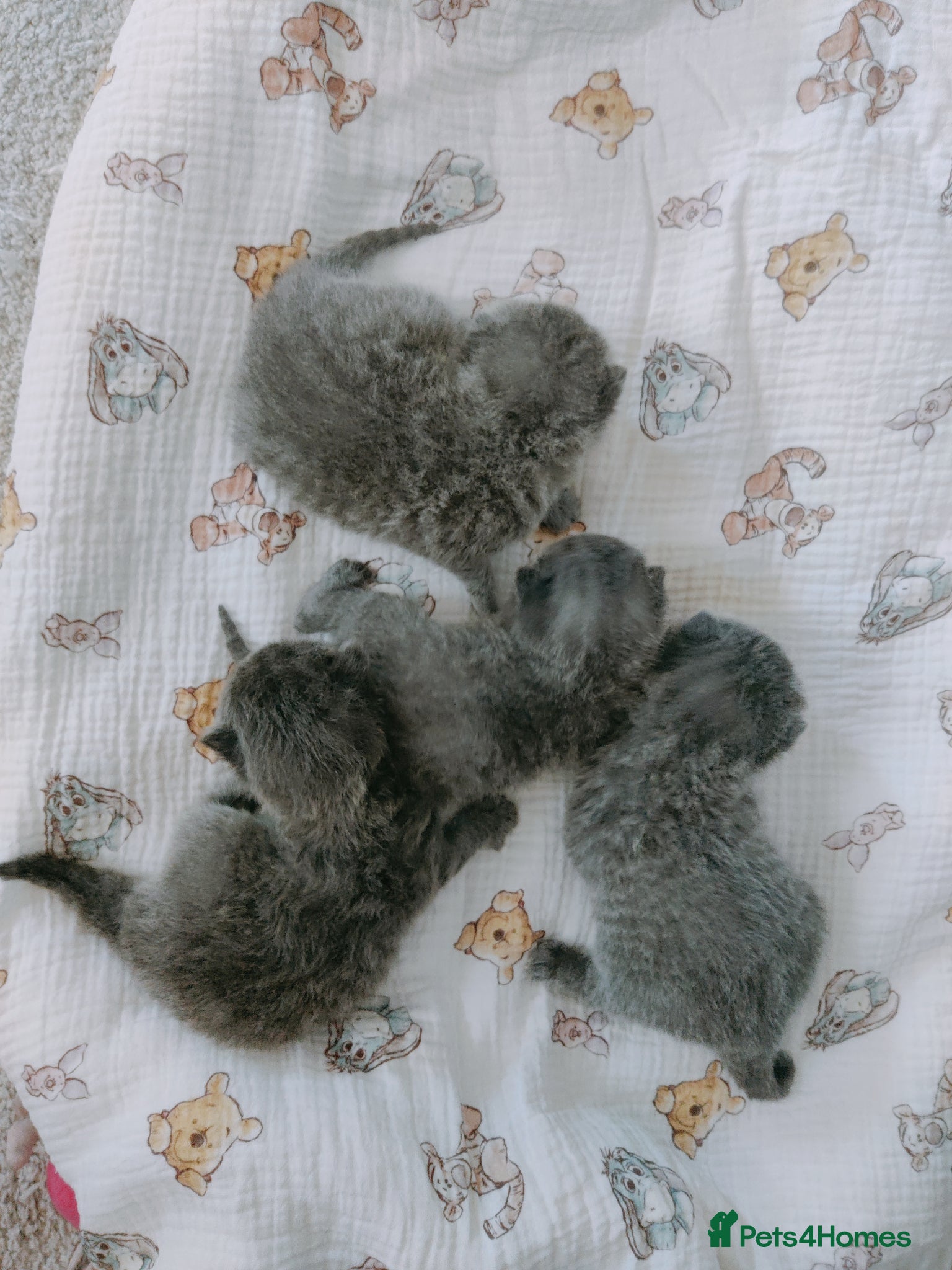 Russian Blue cats for sale: Russian blue kittens 3 girls 1 boy - Advert 7