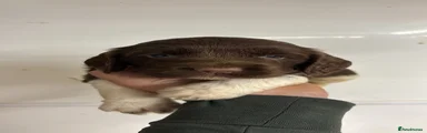 English Springer Spaniel 2