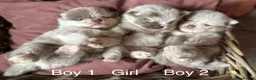 Pomeranian dogs for sale: Lilac Merle Babies - Petite, Quality, Teddy Pups - Advert 5