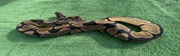 Python Snake reptiles for sale: Super Orange Dream - Advert 3