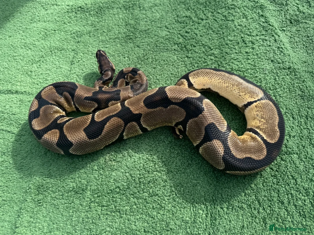 Python Snake reptiles for sale: Super Orange Dream - Advert 3