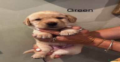 Labrador Retriever dogs - Advert 2