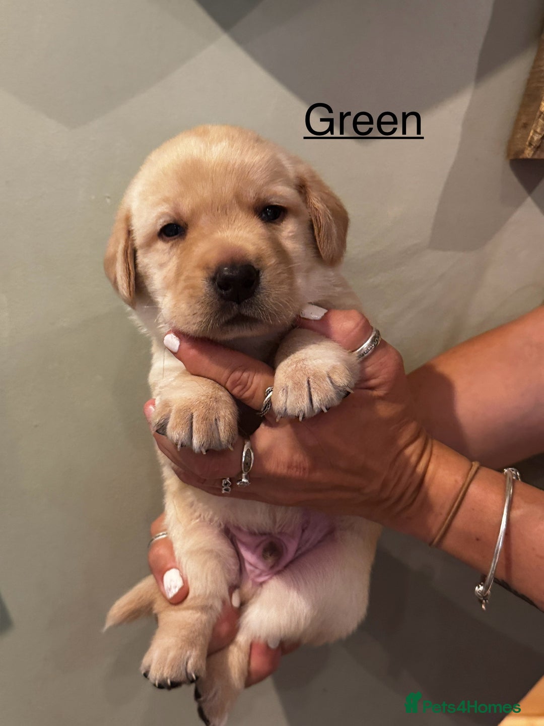 Labrador Retriever dogs for sale: English yellow Labradors  - Image 3
