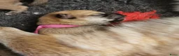 Japanese Shiba Inu dogs for sale: 5 Beautiful Shiba puppies looking for their home - Advert 16