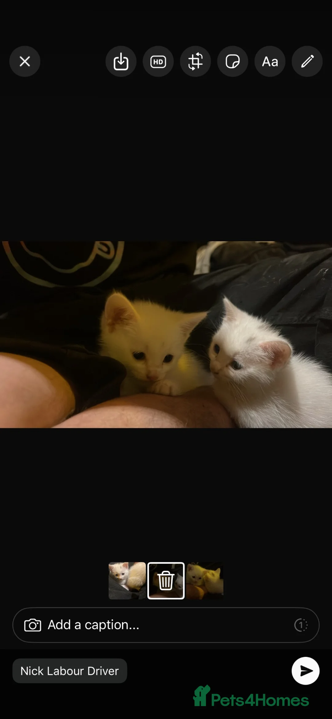 British Shorthair cats for sale: One white all white boy and girl has small patch  in Birmingham - Advert 14