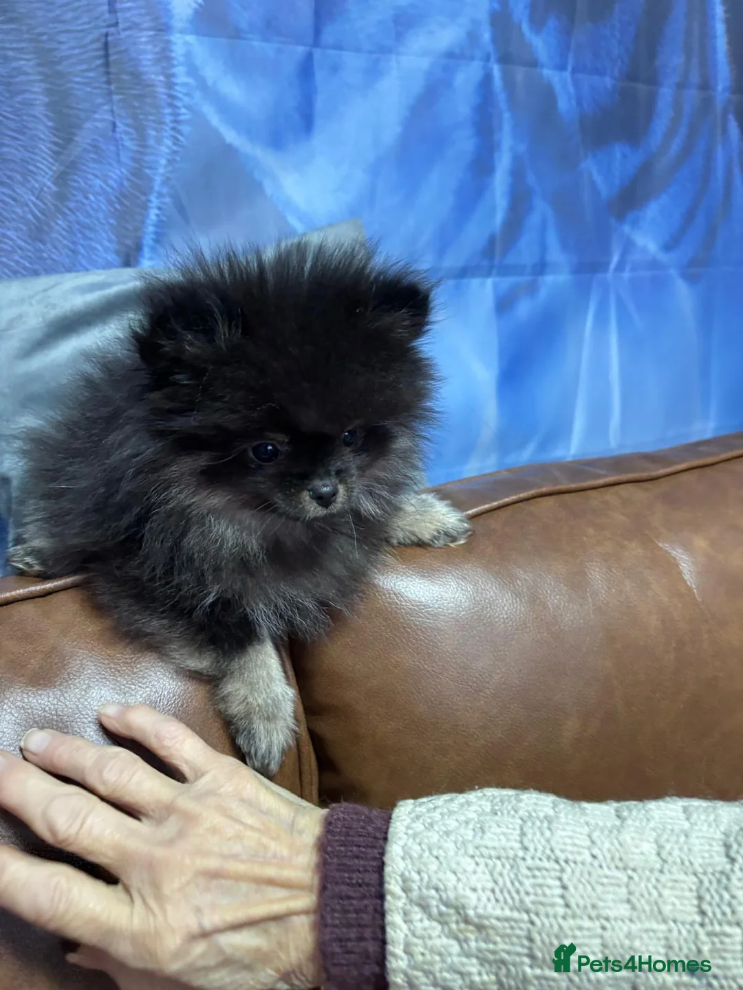 Pomeranian dogs for sale: World smallest teacup Pomeranian puppy - Advert 7