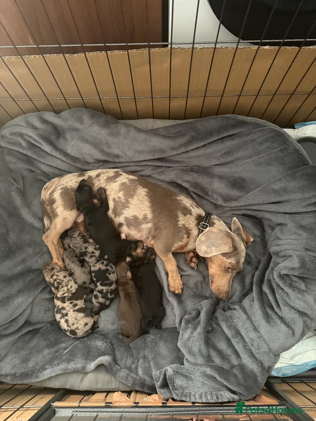 Miniature Dachshund dogs for sale: Miniature dachshund puppy ready to leave  - Image 7