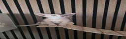 Abyssinian cats for sale: Pure Pedegree Aby kitten - Advert 16