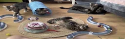 Maine Coon cats for sale: TICA EXCEPTIONAL GIANT & GENTLE MAINE COON KITTENS in Greenford - Advert 14