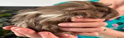 Guinea Pig rodents for sale: Beautiful, healthy, friendly brother guinea pigs - Advert 11